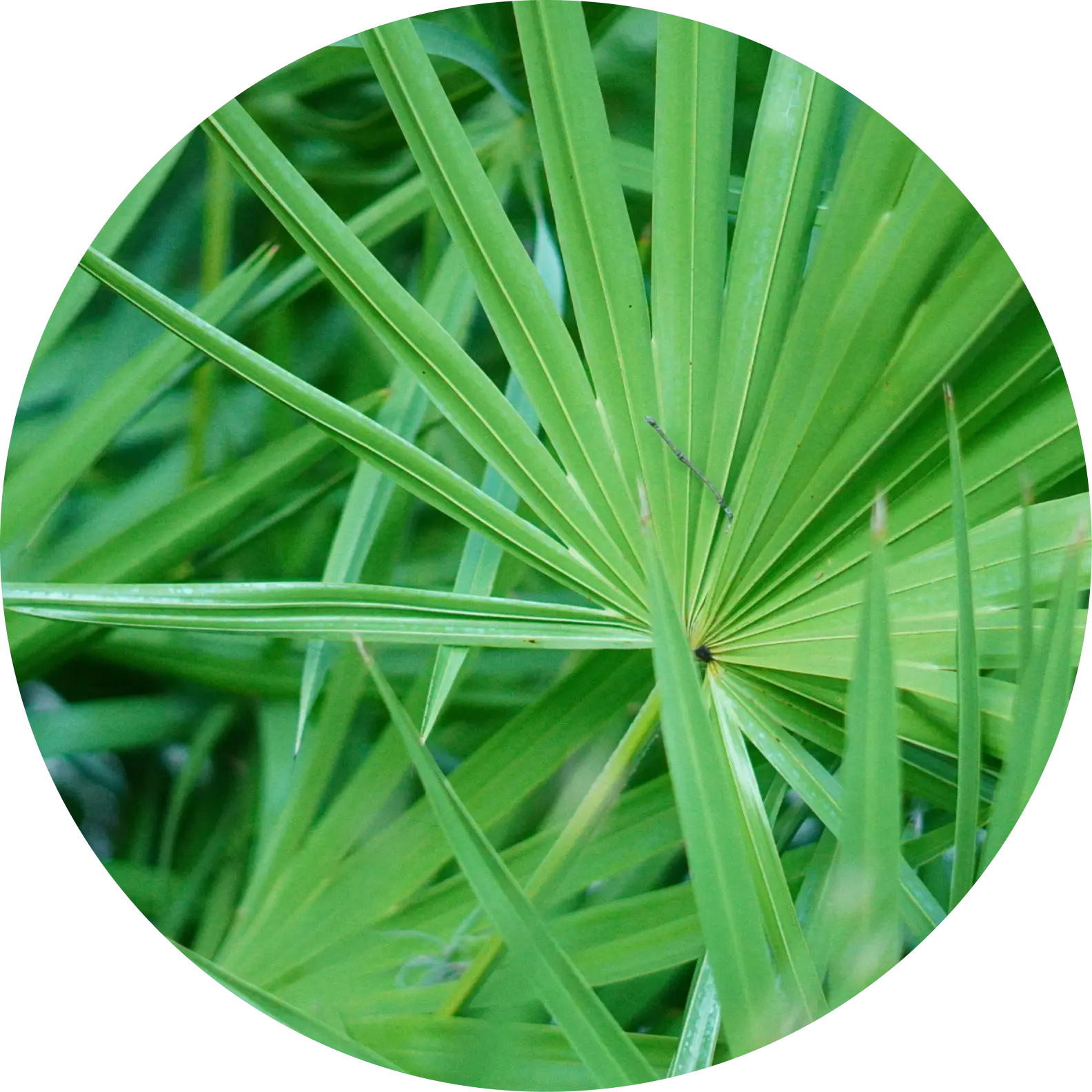 Immagine della Serenoa Repens