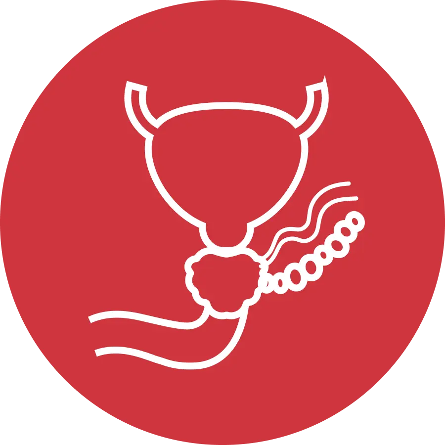 Immagine della prostata