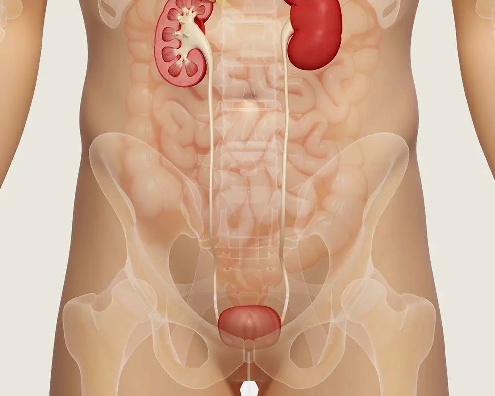 Apparato urinario