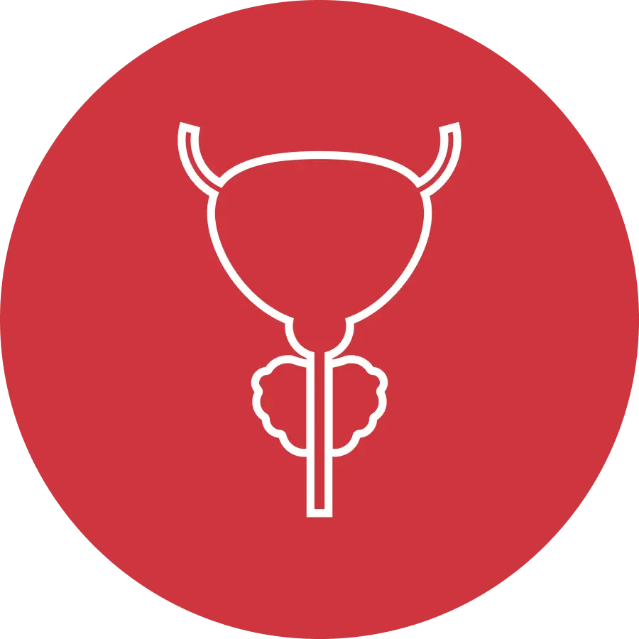 Immagine delle funzioni della prostata