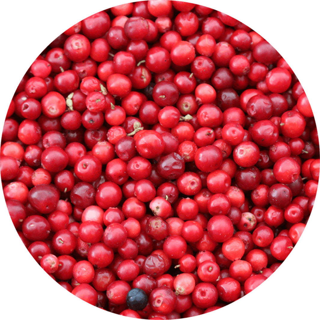 Mirtillo rosso
