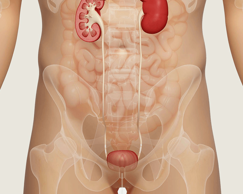 Apparato urinario in salute
