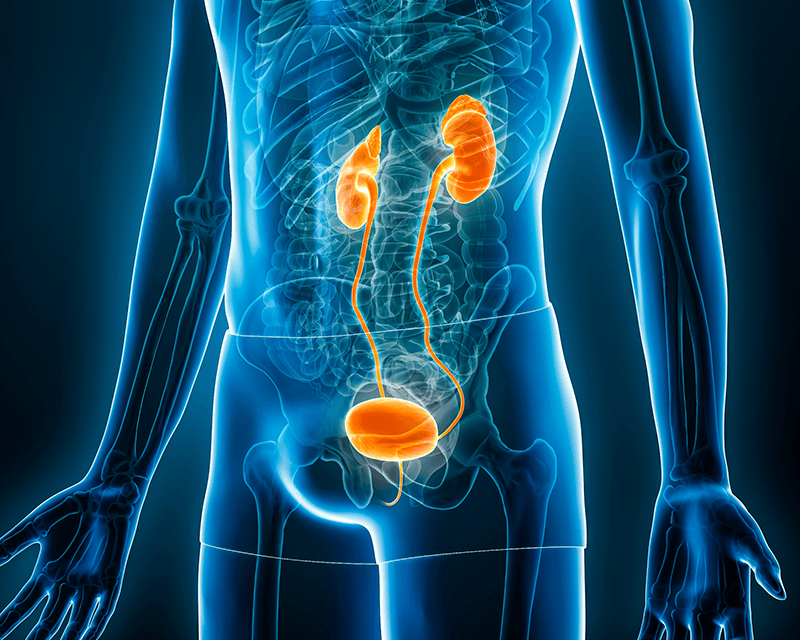 L’apparato urinario: reni e vescica